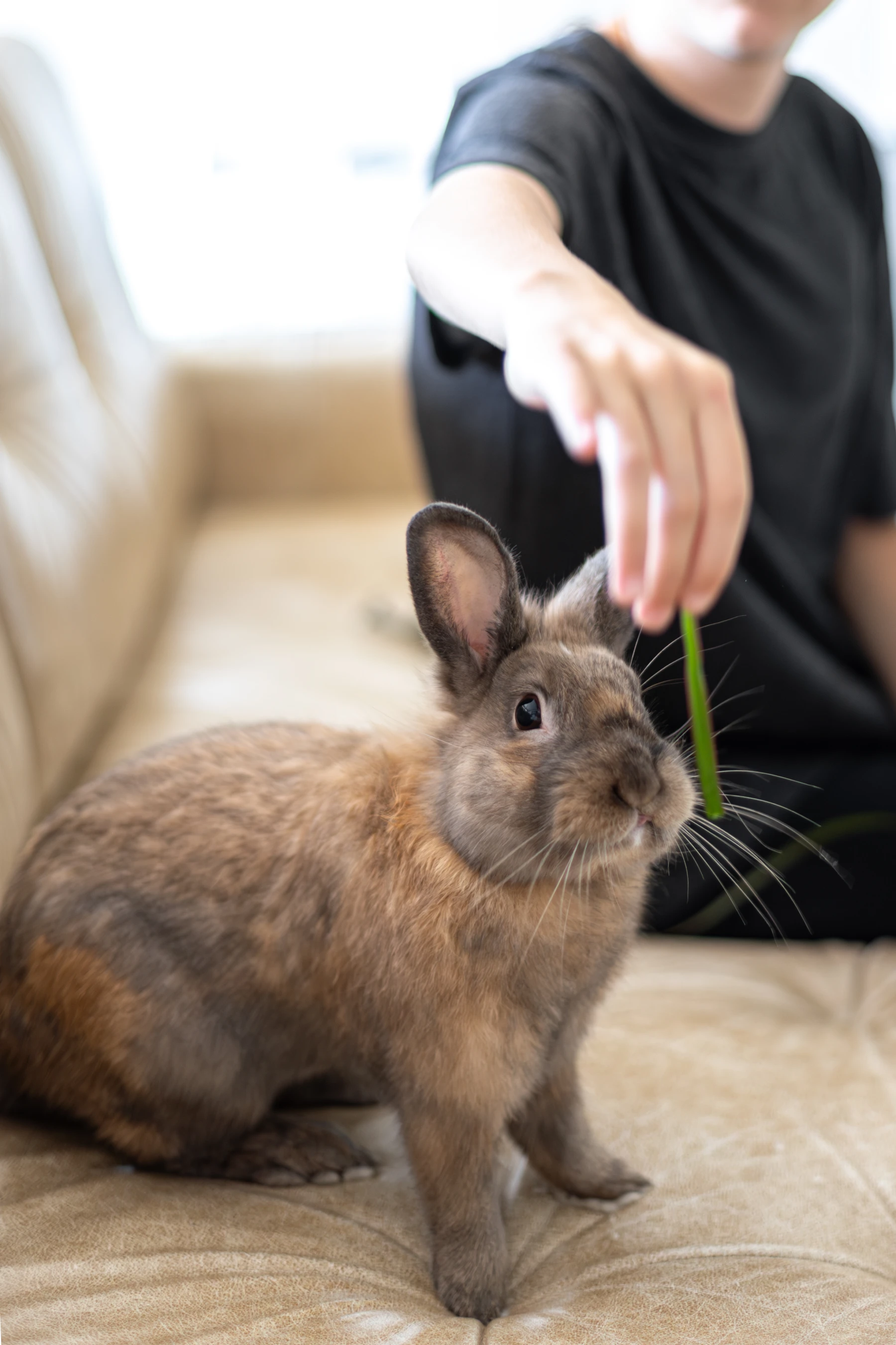 Peluquería especializada para pequeños animales con un profesional arreglando un conejo