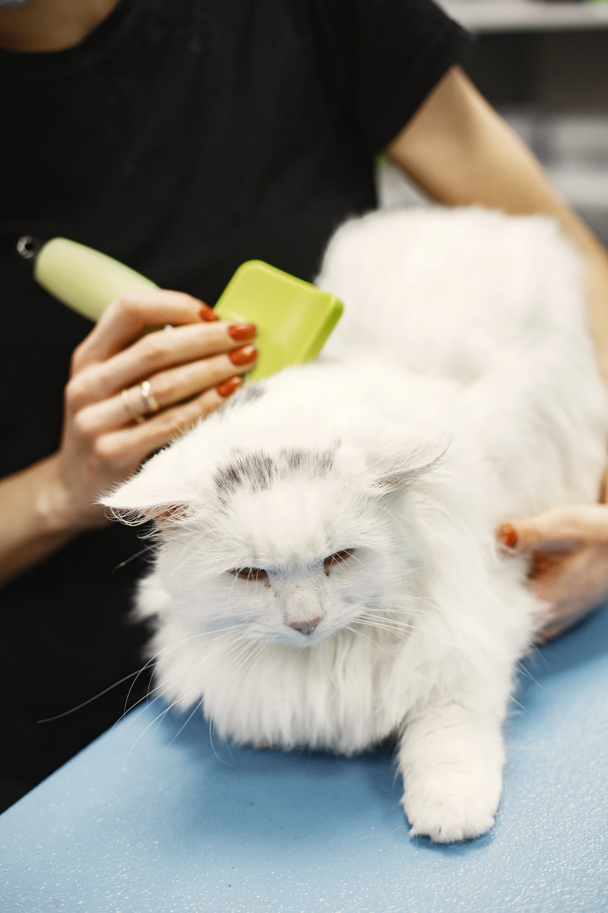 Servicio de peluquería felina con técnicas de manipulación suave para un gato persa relajado